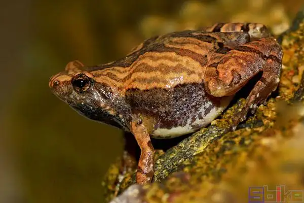 微型蛙类品种,体形迷你可爱,身体呈三角形.