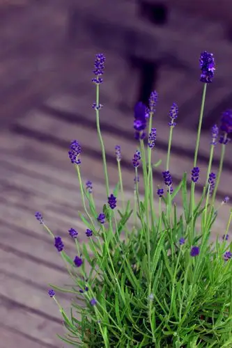 唯美紫色薰衣草伤感治愈系图片