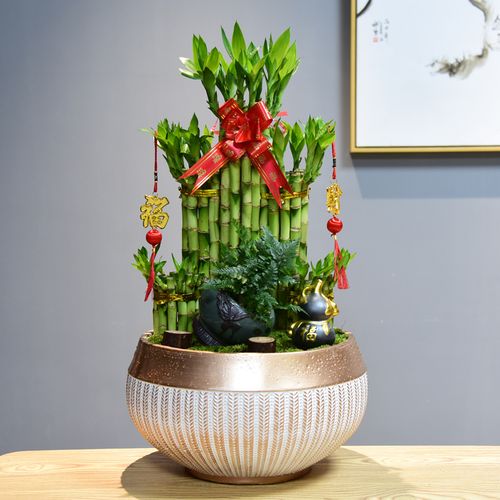 富贵竹节节节节高高塔竹子带根盆栽转运招财绿植绿植