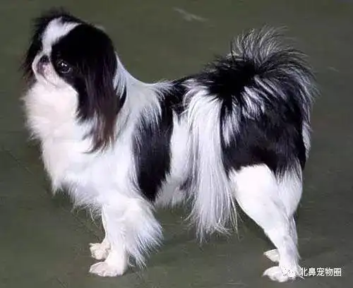 日本狆犬种介绍,1853年在美国差点绝种 - 脉脉