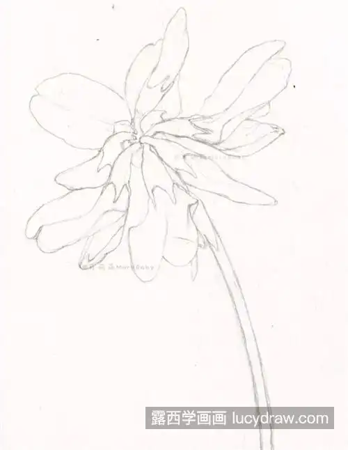 紫云英怎么画红花草的绘画步骤有几步