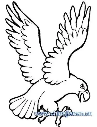 简笔画老鹰简笔画老鹰涂色