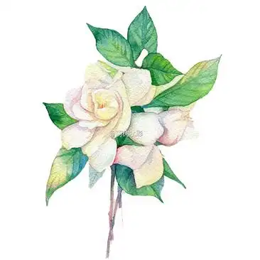 手绘栀子花图片