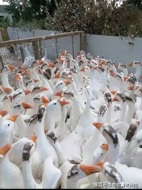 江苏这个鹅场采用鸭鹅养殖专用复合益生菌成功解决臭味与氨气问题