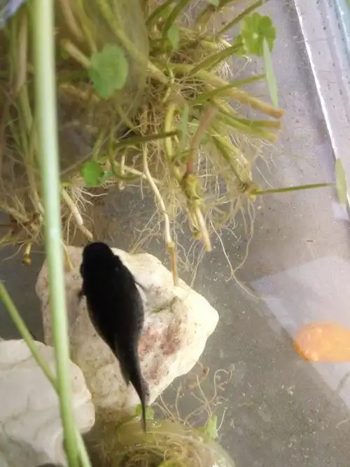 这是皮球黑玛丽 还是 怀孕的黑玛丽