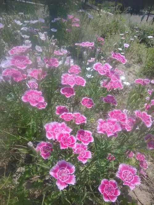 午间盛开的石斑花(竹节梅)