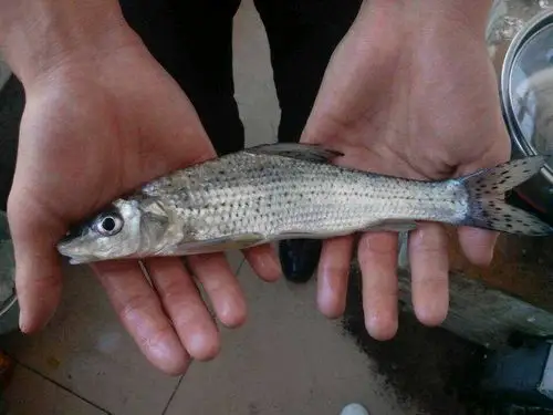 谁知道这是什么鱼?