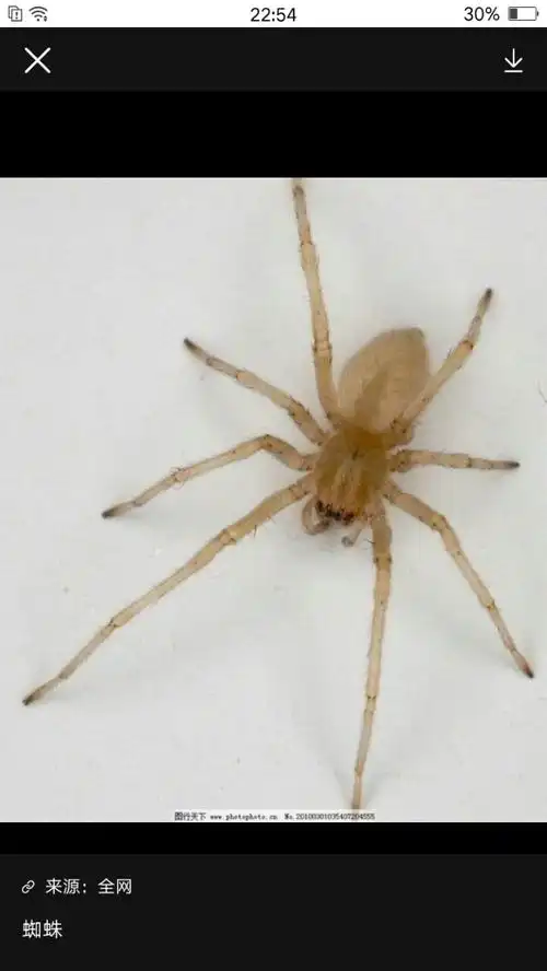 它是多足动物4蜗牛蜗牛是软体动物,有昆虫用肚子爬行?5蚯蚓