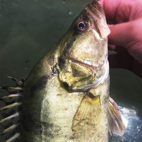 品鲜肴野生桂鱼