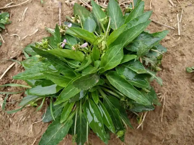 谁能告诉我,这些都是什么野菜,凉拌曲曲菜你吃过吗