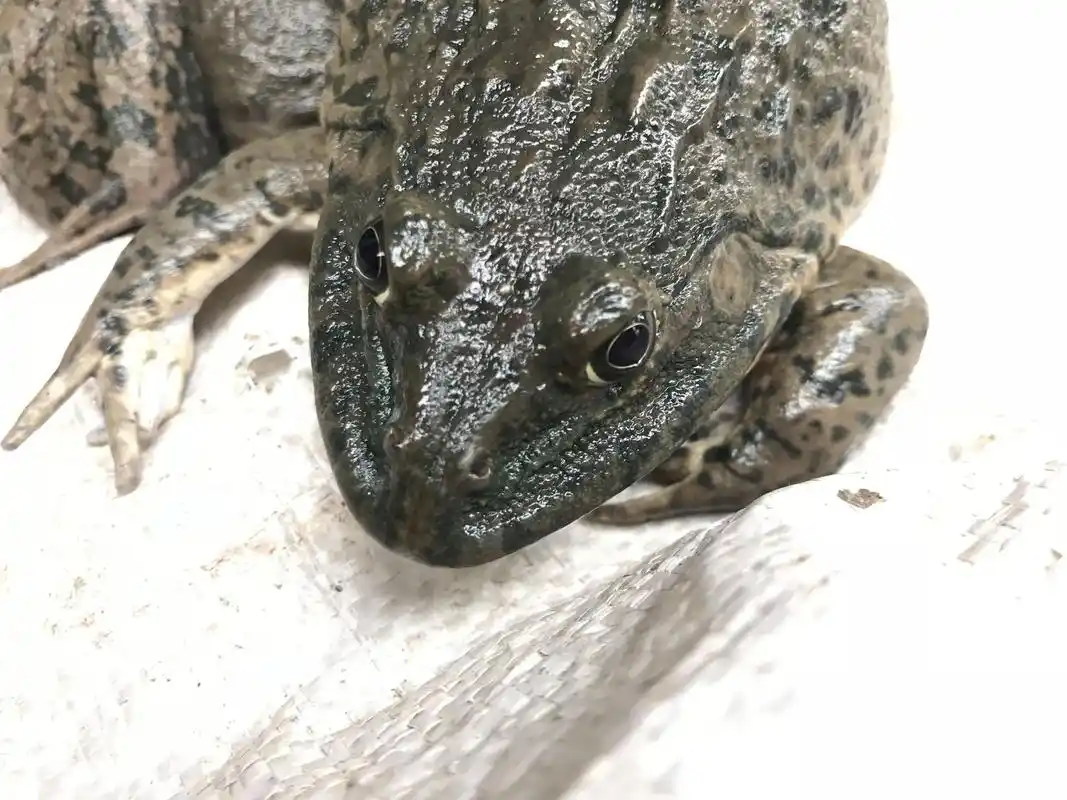 正面特写大石蛙,谁都不敢用手摸,胆小的还不敢直视,更谈不上吃了.