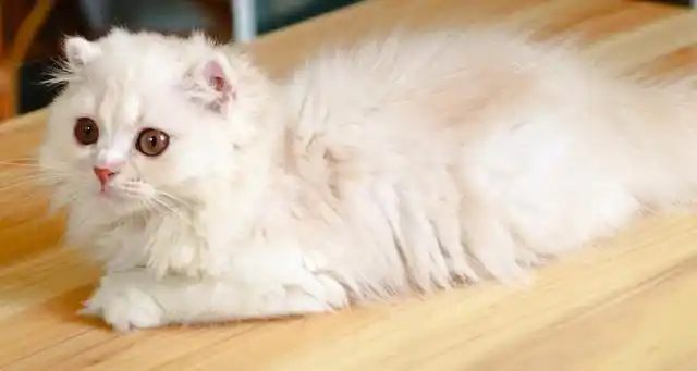 凯米尔色渐层是通过两只毛色不同颜色的猫咪杂交,有一定几率可以生出