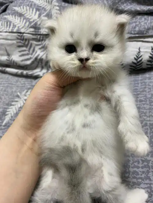 金吉拉和美短混血宝宝北京找领养