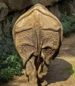 古代诗文中频繁出现犀牛,为何中国现在却不存在犀牛了?