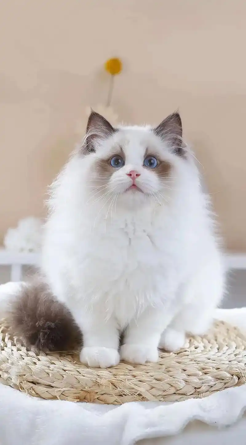 波斯系精品海双布偶弟弟找新家.三月大,超级大胖,嘴套不错,毛 - 抖音