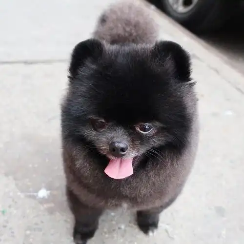 超可爱一只来自韩国名叫玉米的黑色小博美宠物狗狗