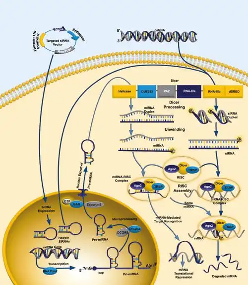 the argonaute family of proteins, specifically argonaute 2 (also