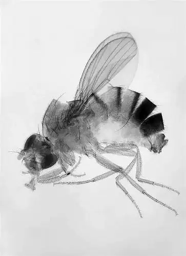 常常被用于医学研究的果蝇.