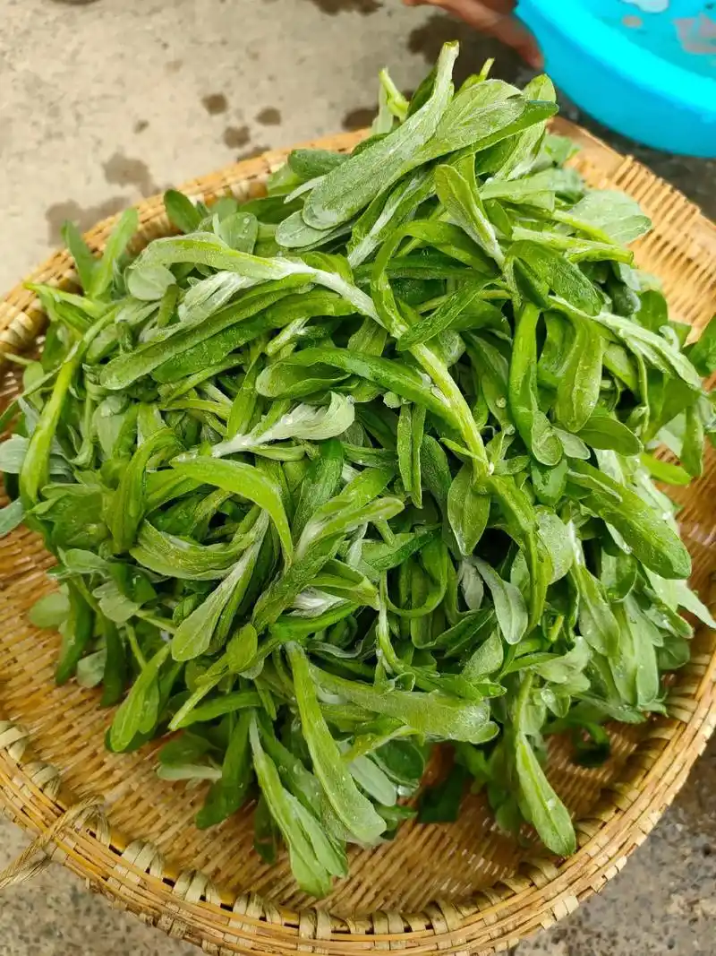 清明菜 真好吃,摘了新鲜的清明菜,洗干净之后在豆浆 - 抖音