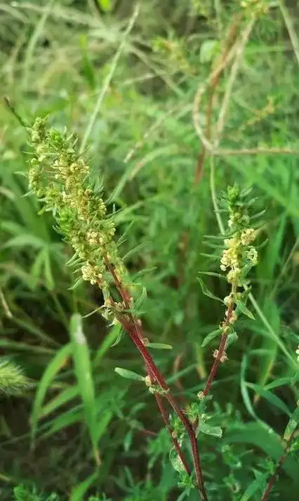 地肤,又名地麦,落帚,扫帚苗,扫帚菜,孔雀松,是欧亚大陆的藜科的一年生