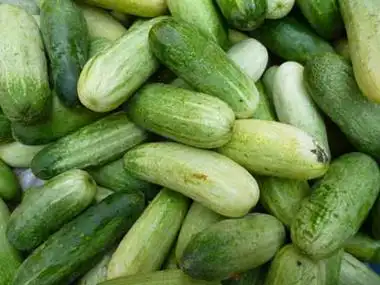 山黄瓜