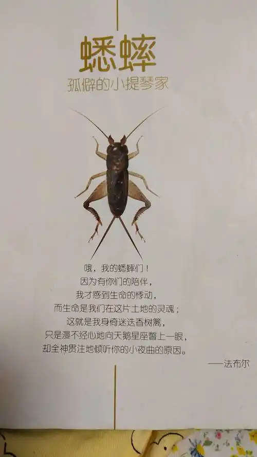法布尔昆虫记(蟋蟀)