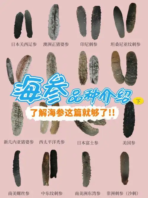 避坑75海参品种大全之366干货分享92