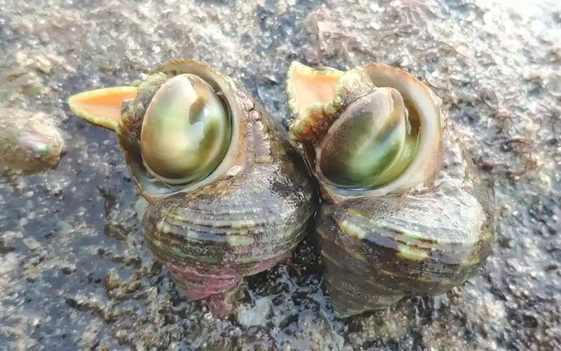 大海水中的礁石小岛隐居两只海螺,公母难分,螺肉舞动撩胃受不了