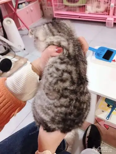 美短鱼骨纹折耳母