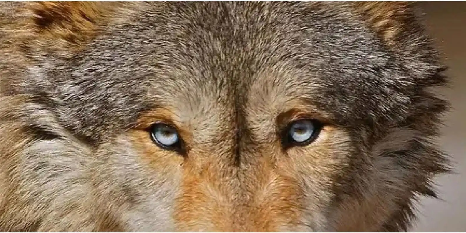 盘点一下狼的眼睛颜色(上) 1.