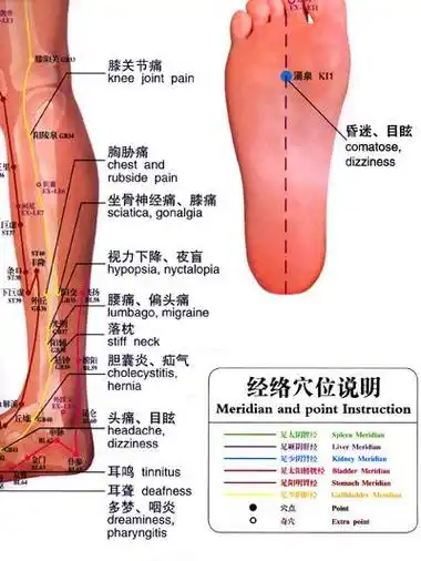 经络穴位按摩挂图(中英文版)378x419 - 22kb - jpeg【腿部穴位图解