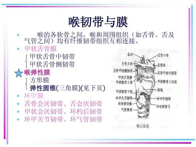 医学 耳鼻咽喉头颈外科学04喉的应用解剖学及生理学ppt 喉韧带与膜