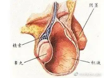 一,先天因素:正常的情况下,男婴在发育早期的时候,睾    全文
