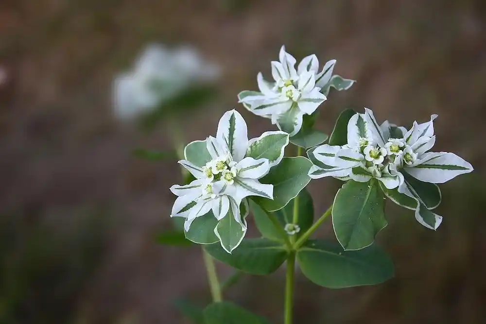 常用的鲜切花——叶上花