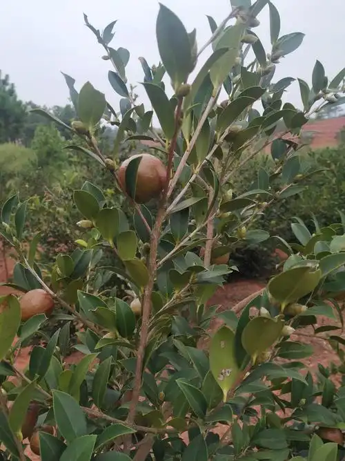 祁东砖塘镇石山堰村绿油油的致富油茶树