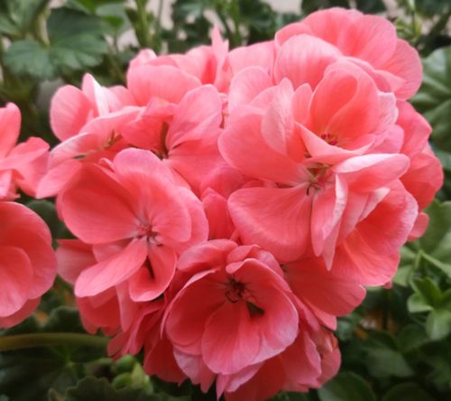 进口天竺葵山宫直立品种新鲑粉勤花四季花卉盆栽花美观花带花带苞