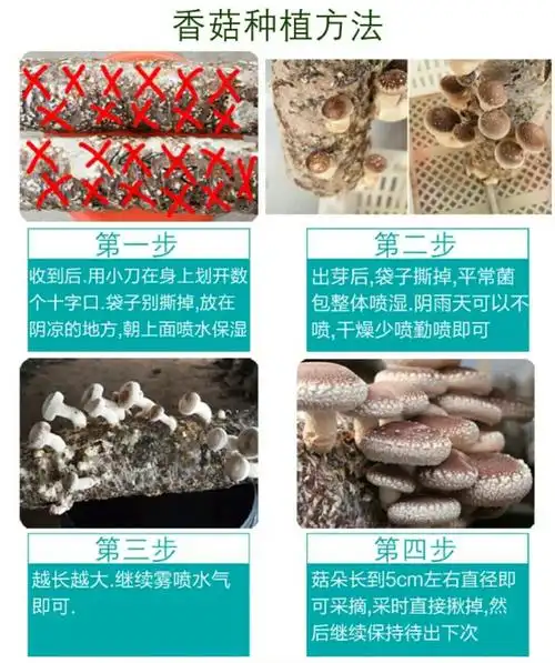 为你省去复杂的 第一步,因为陆续出菇,香菇整个生长过程不会为你省略.