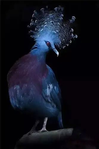 大自然罕见鸟类