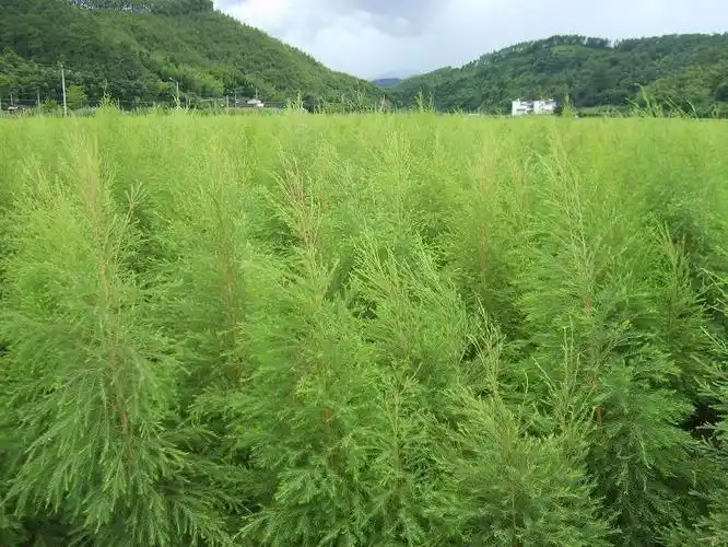 上海矩源互叶白千层澳洲茶树精油提取设备