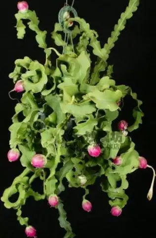 多肉昙花植物卷卷特色品种15cm枝条易养易发根多肉植物