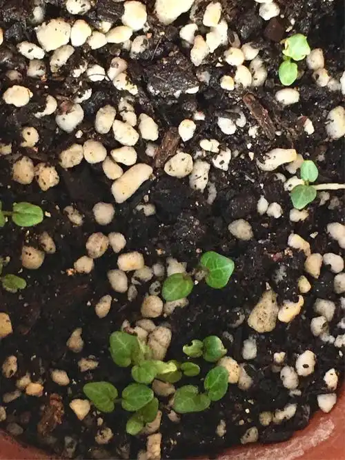 某宝上购的种子,4月7日播下,12天已见对生的叶.