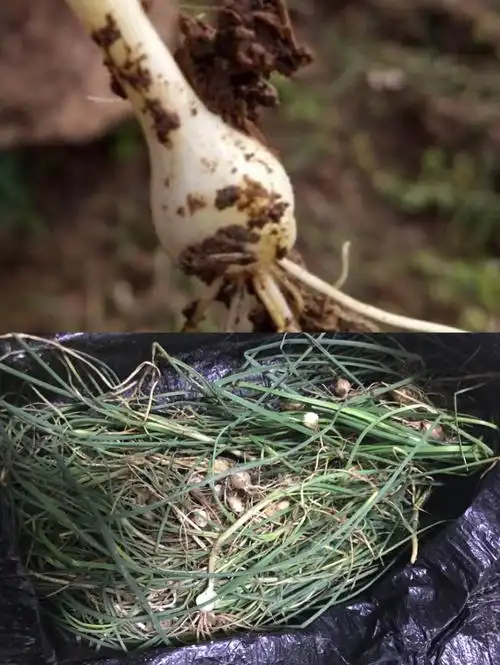 野蒜主要生长于山坡,草丛中.鳞茎作药用,也可作蔬菜食用.