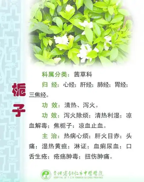 栀子花图片