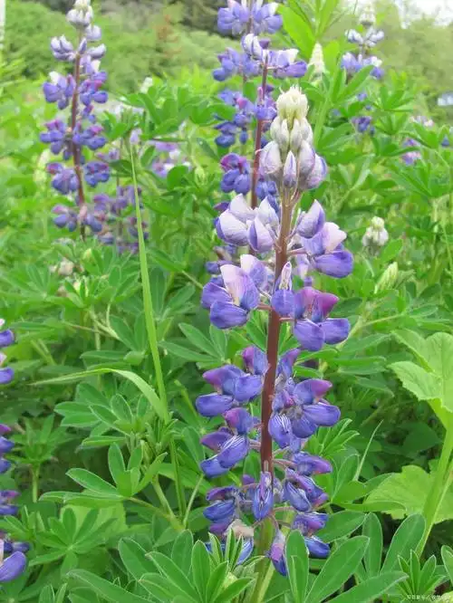 中国重点保护野生药材"黄芩"