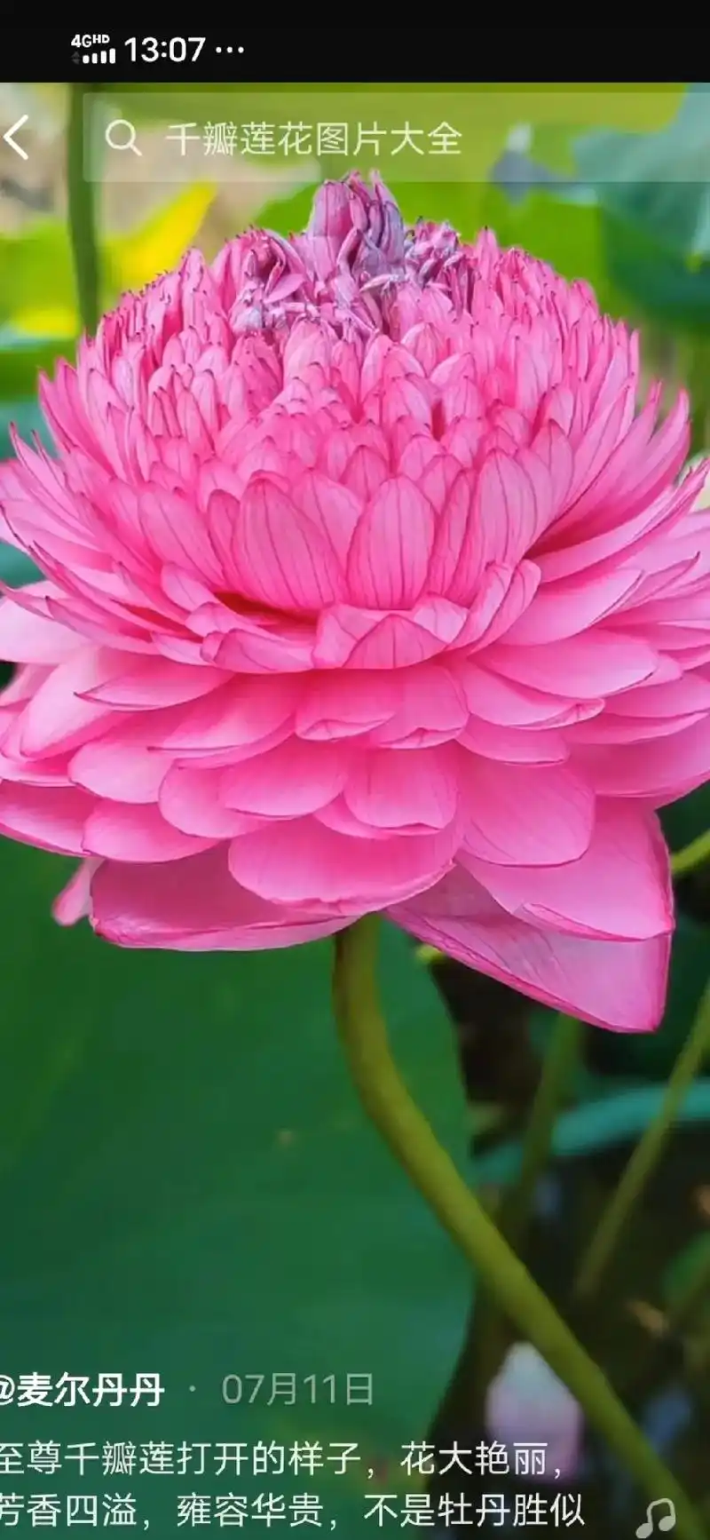 4ghd13:07.千瓣莲花图片大全@麦尔丹丹·07月1 - 抖音
