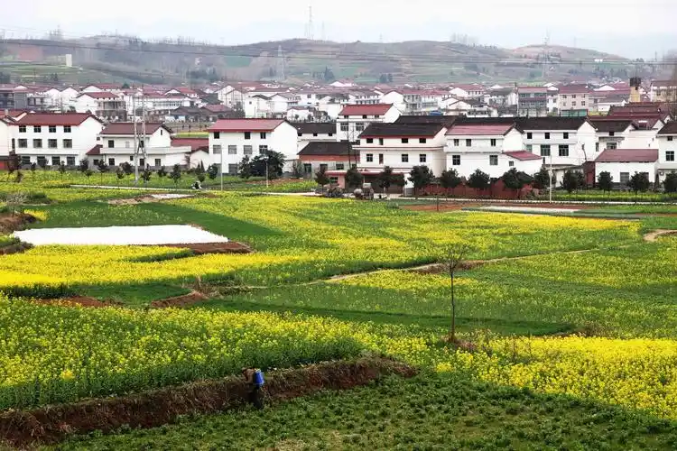 【春天里的陕西】汉中市洋县:花海美如画 畅享好春光