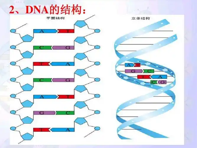 必修2一轮复习dna分子的结构与复制(一轮复习)答案ppt