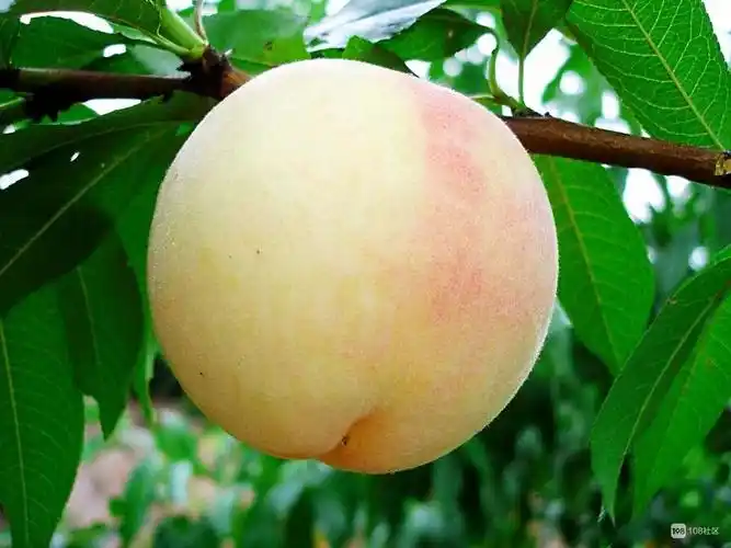 2018年奉化正宗水蜜桃上市了.个个香甜