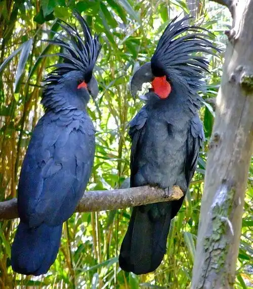 p>棕榈凤头鹦鹉指名亚种脸裸露,是典型的 a target="_blank" href="