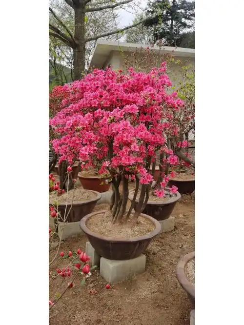 爱盆景的来看看这个映山红怎么样